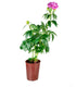 Peonia in Vaso Ø18 H75 cm – Bianca o Rosa