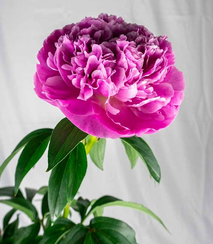 Peonia in Vaso Ø18 H75 cm – Bianca o Rosa