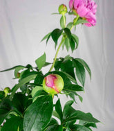 Peonia in Vaso Ø18 H75 cm – Bianca o Rosa