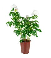 Peonia in Vaso Ø18 H75 cm – Bianca o Rosa