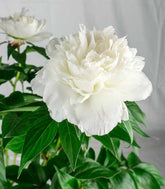Peonia in Vaso Ø18 H75 cm – Bianca o Rosa