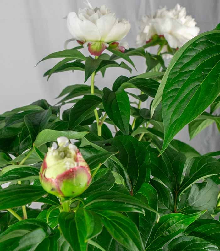 Peonia in Vaso Ø18 H75 cm – Bianca o Rosa