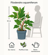 Filodendro squamiferum con Spalliera – Vaso Ø21 H65 cm