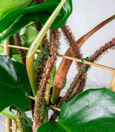 Filodendro squamiferum con Spalliera – Vaso Ø21 H65 cm