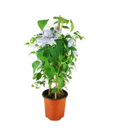 Clematis Rampicante in Vaso Ø18 – H70 cm