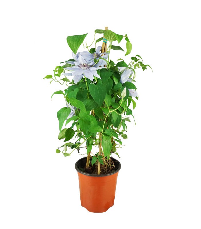 Clematis Rampicante in Vaso Ø18 – H70 cm