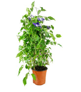 Clematis Rampicante in Vaso Ø18 – H70 cm