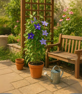 Clematis Rampicante in Vaso Ø18 – H70 cm