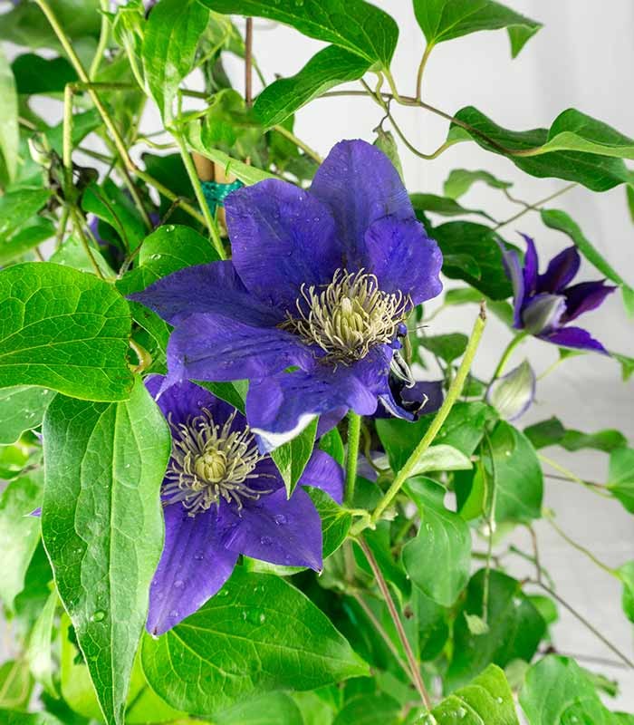 Clematis Rampicante in Vaso Ø18 – H70 cm