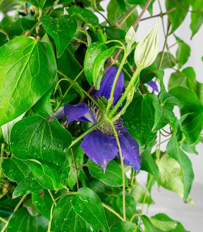 Clematis Rampicante in Vaso Ø18 – H70 cm