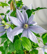 Clematis Rampicante in Vaso Ø18 – H70 cm