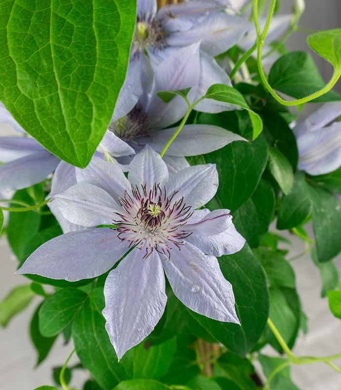 Clematis Rampicante in Vaso Ø18 – H70 cm