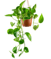 Pothos 