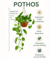 Pothos 