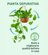 Pothos 