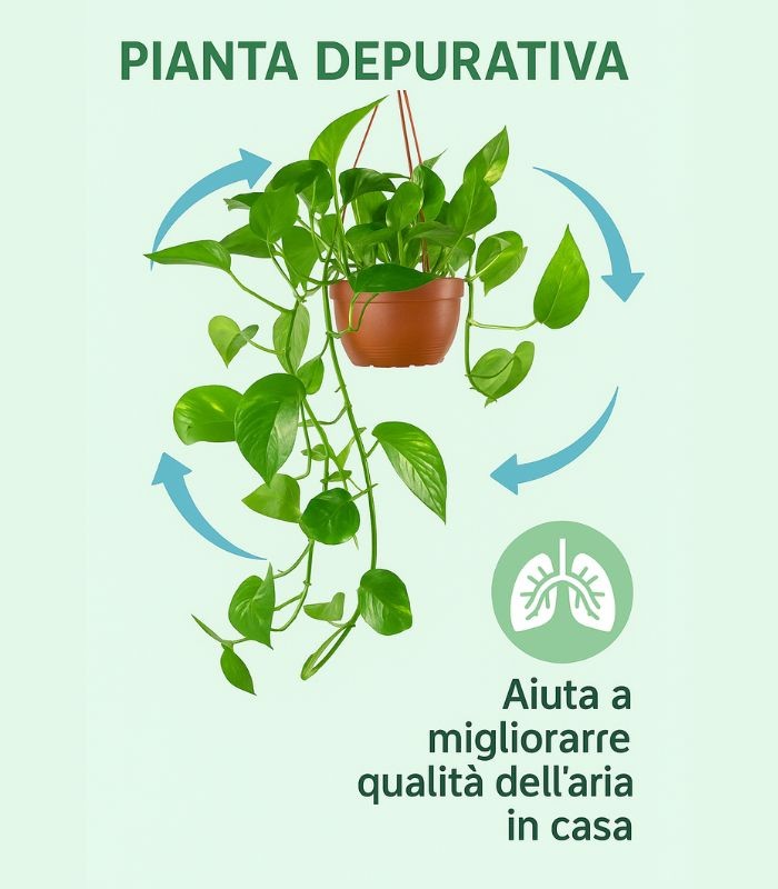 Pothos 