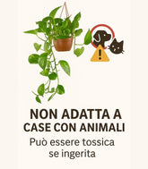 Pothos 