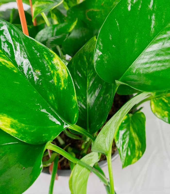Pothos 