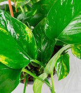 Pothos 