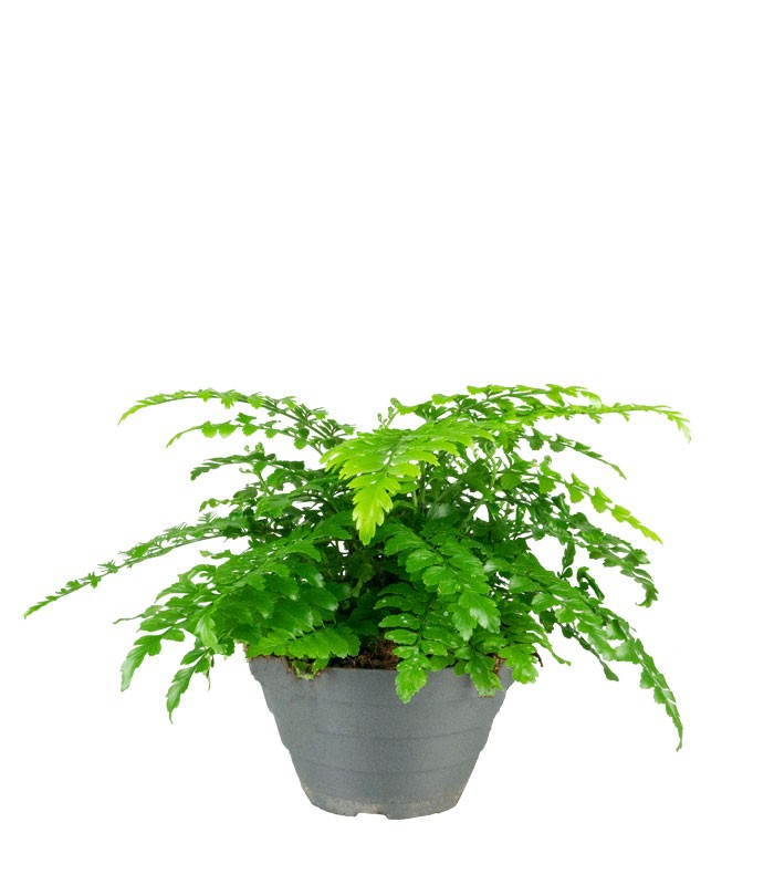 Asplenium parvatii