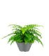 Asplenium parvatii