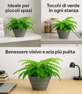 Asplenium parvatii
