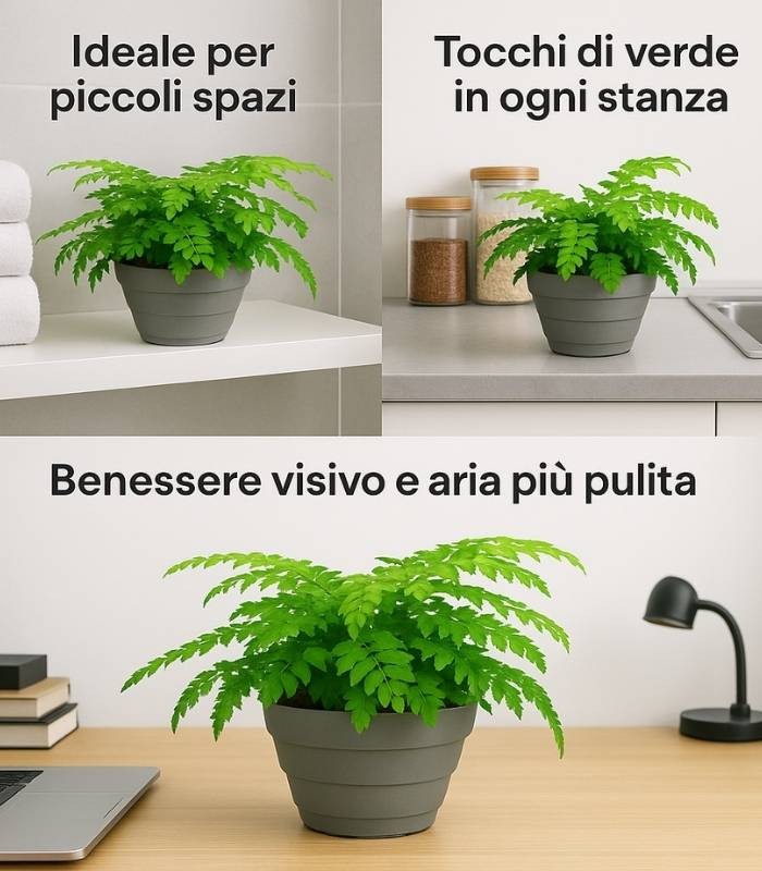 Asplenium parvatii