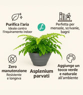 Asplenium parvatii