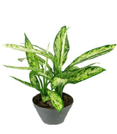 Dieffenbachia Vesuvio