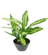 Dieffenbachia Vesuvio