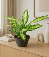 Dieffenbachia Vesuvio
