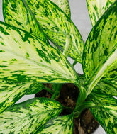 Dieffenbachia Vesuvio