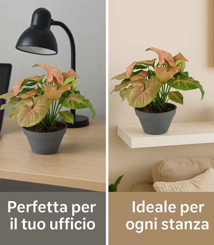 Singonio rosa Red Heart 
