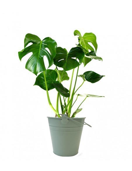 Filodendro monstera Deliciosa vaso 17