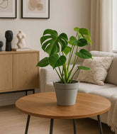 Filodendro monstera Deliciosa vaso 17