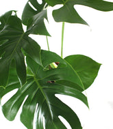 Filodendro monstera Deliciosa vaso 17
