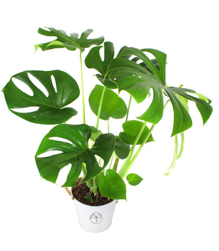 Filodendro monstera Deliciosa vaso 17