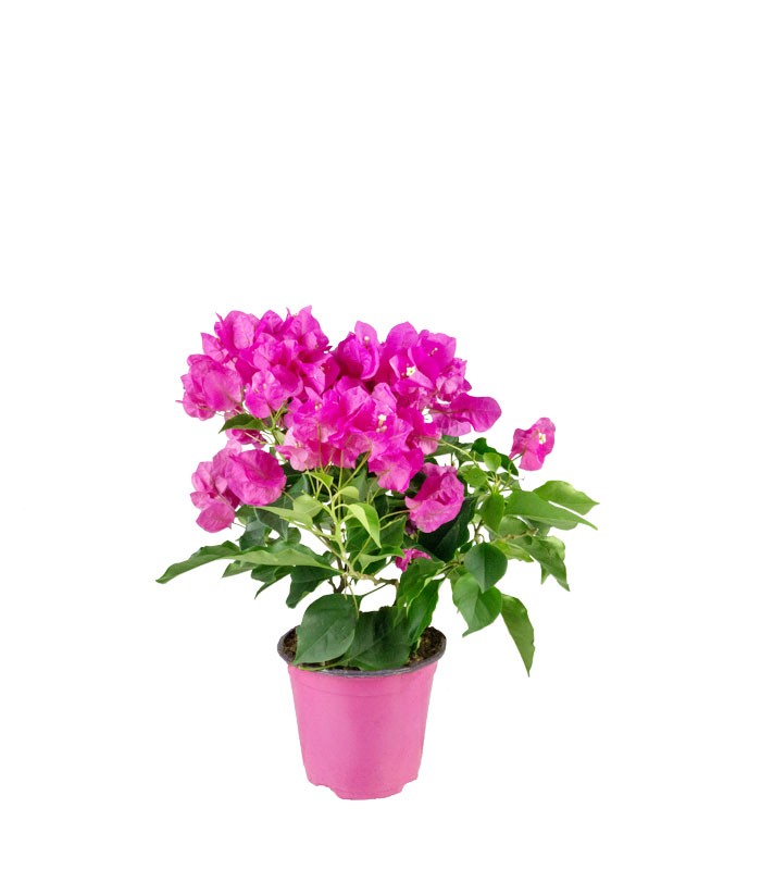 Bougainvillea Vera - Ø 14 cm H 40 cm