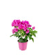 Bougainvillea Vera - Ø 14 cm H 40 cm
