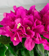 Bougainvillea Vera - Ø 14 cm H 40 cm