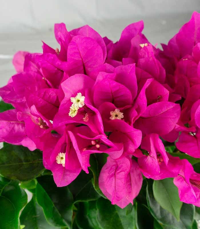 Bougainvillea Vera - Ø 14 cm H 40 cm
