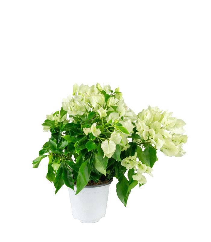 Bougainvillea Vera - Ø 14 cm H 40 cm