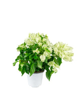 Bougainvillea Vera - Ø 14 cm H 40 cm