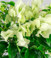 Bougainvillea Vera - Ø 14 cm H 40 cm