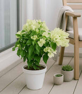 Bougainvillea Vera - Ø 14 cm H 40 cm