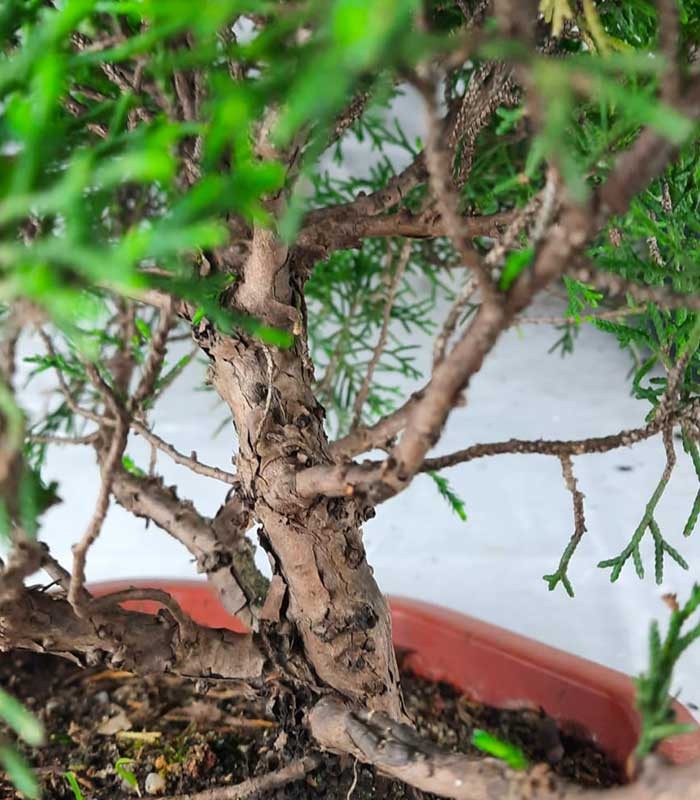 Ginepro Chinensis Bonsai giapponese | H 45 cm 