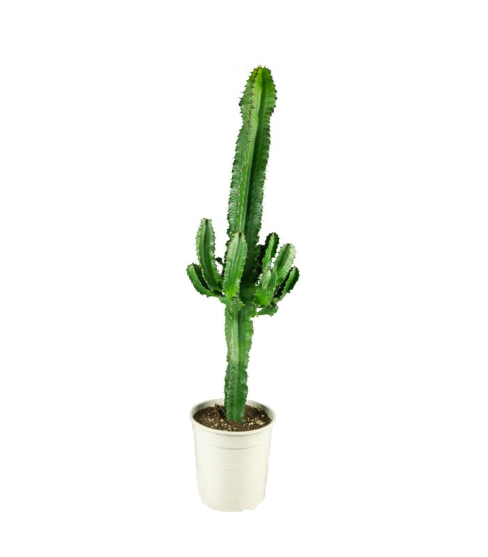 Euphorbia eritrea – H90 cm in Vaso Ø18