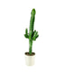 Euphorbia eritrea – H90 cm in Vaso Ø18