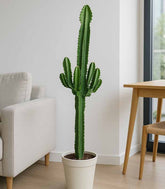 Euphorbia eritrea – H90 cm in Vaso Ø18