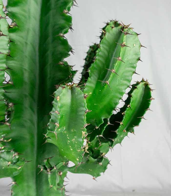Euphorbia eritrea – H90 cm in Vaso Ø18